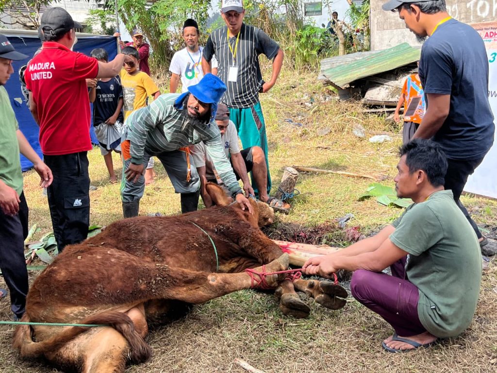 MALANG – Dewan Pengurus Cabang (DPC) PKS Kecamatan Lowokwaru melaksanakan penyembelihan hewan kurban dalam rangka Hari Raya Iduladha 1447 Hijriah pada Sabtu (30/5/2026). Kegiatan ini menjadi bagian dari syiar sekaligus pelayanan kepada masyarakat dengan mengusung tema nasional PKS, “Berkurban, Berbagi, Berdaya.” Pada pelaksanaan kurban tahun ini, DPC PKS Lowokwaru menyembelih 4 ekor sapi dan 24 ekor kambing yang berasal dari partisipasi kader, simpatisan, serta masyarakat yang mempercayakan pelaksanaan ibadah kurbannya melalui PKS. Sejak pagi hari, puluhan panitia dan relawan bergotong royong memastikan seluruh proses penyembelihan berlangsung tertib, aman, dan sesuai syariat. Setelah proses penyembelihan selesai, daging kurban dikemas dan didistribusikan kepada masyarakat di berbagai wilayah Kecamatan Lowokwaru. Ketua DPC PKS Lowokwaru, dr. H. Hari, menyampaikan bahwa ibadah kurban tidak hanya menjadi bentuk ketakwaan kepada Allah SWT, tetapi juga sarana memperkuat kepedulian sosial dan solidaritas masyarakat. “Melalui semangat Berkurban, Berbagi, Berdaya, kami ingin menghadirkan manfaat yang lebih luas. Kurban bukan sekadar ritual ibadah, tetapi juga bentuk nyata kepedulian kepada sesama, mempererat ukhuwah, dan menghadirkan kebahagiaan bagi masyarakat,” ujarnya. Menurutnya, tema kurban tahun ini mencerminkan nilai kebermanfaatan yang tidak hanya dirasakan penerima daging kurban, tetapi juga mendukung pemberdayaan peternak lokal dan memperkuat semangat gotong royong di tengah masyarakat. Melalui kegiatan ini, DPC PKS Lowokwaru berharap semangat berbagi dan kepedulian sosial terus tumbuh, sekaligus memperkuat peran PKS sebagai mitra masyarakat dalam menghadirkan pelayanan dan kebermanfaatan yang nyata.